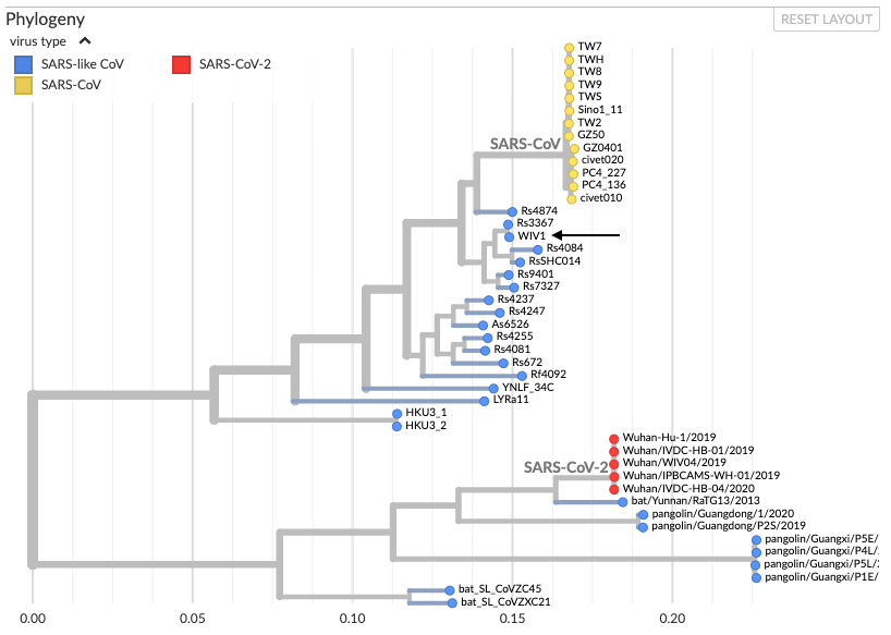 Phylogenetic tree-coronaviruses