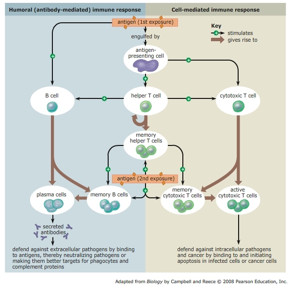 potential-role-for-t-cells-in-covid-19-immunity-accurately-reported-in