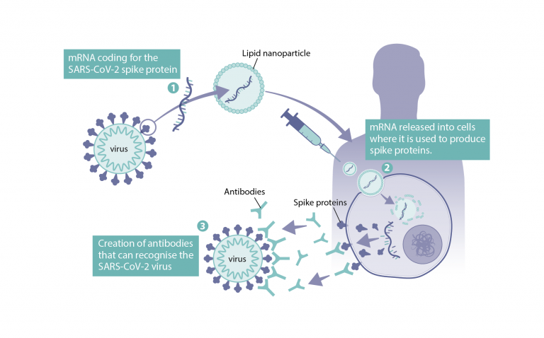 How were mRNA vaccines developed for COVID-19? - Health Feedback