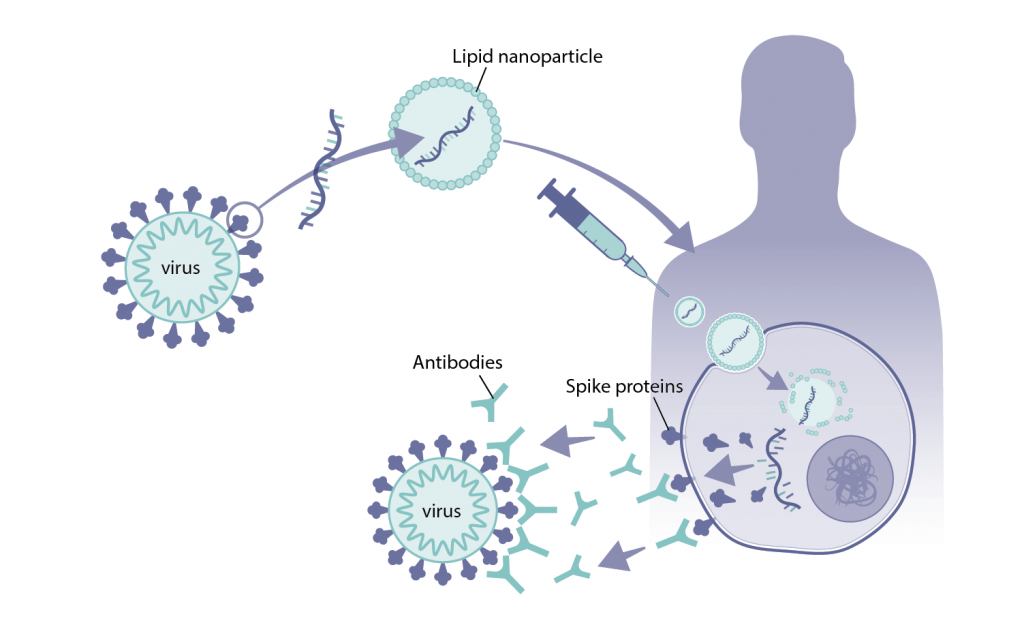 How Were MRNA Vaccines Developed For COVID-19? - Health Feedback