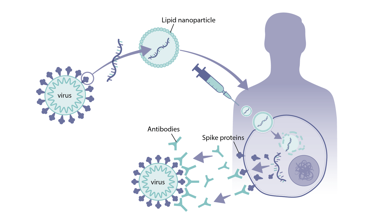 How mRNA vaccines work