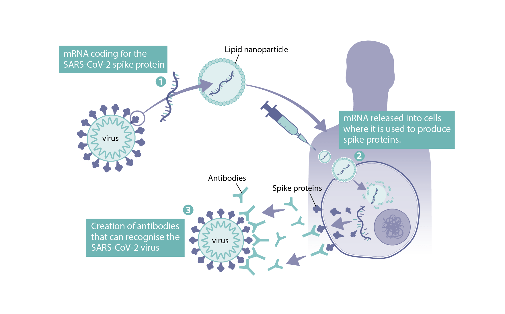 research on mrna vaccines