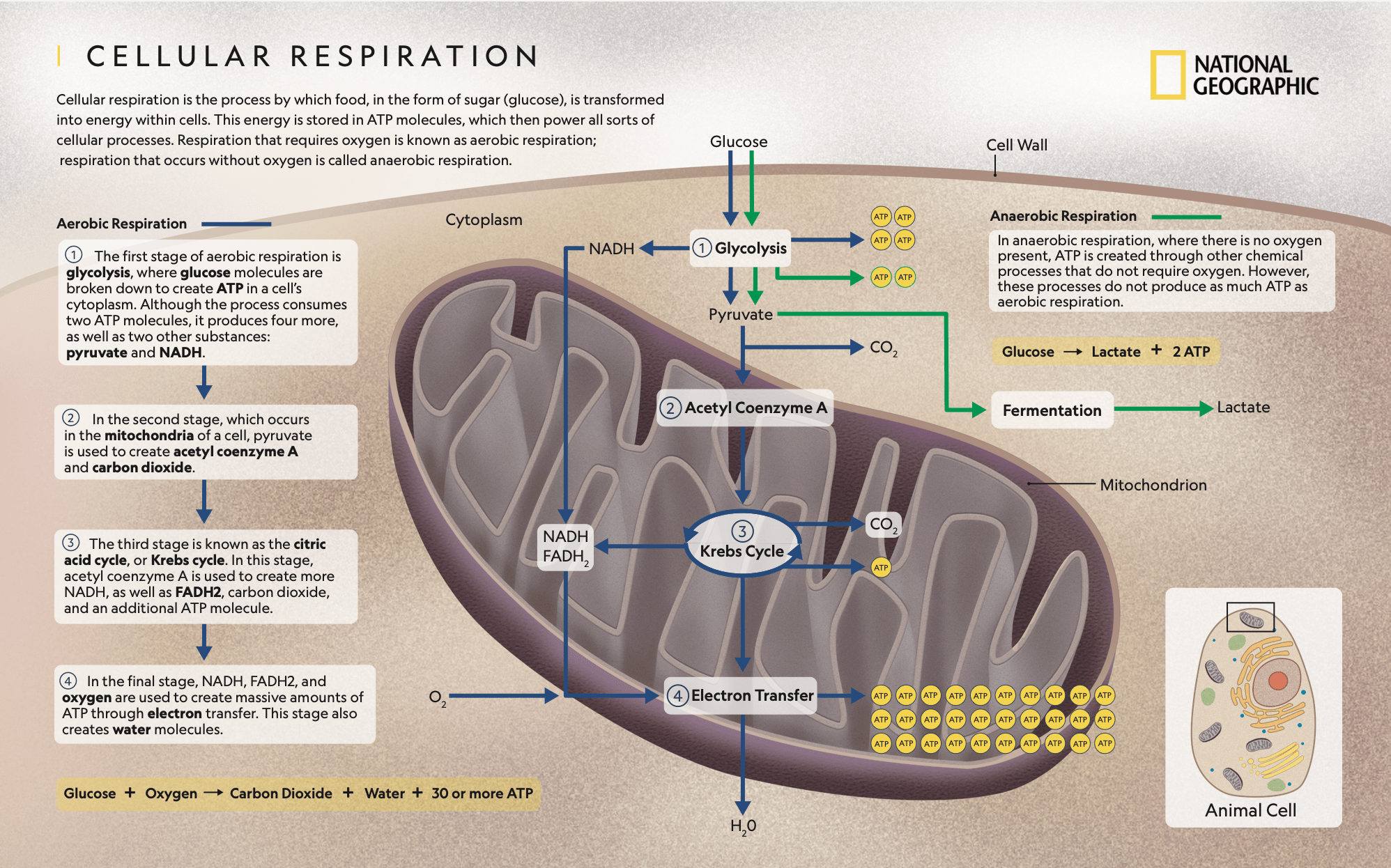 National Geographic Respiration 